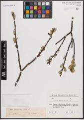 Foto von Salix caucasica Andersson